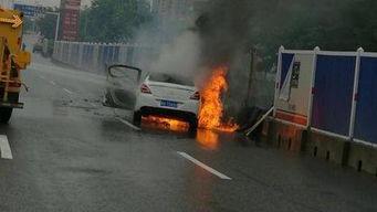 爆料海豚自燃视频播放下载,海豚自燃视频引发热议，真相令人震惊！  第3张